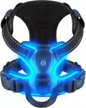 Dog wearing the GlowVest LED harness on an evening walk