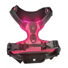 Two dogs wearing GlowVest LED harnesses in matching colors